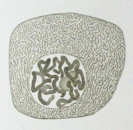 Chromosomes in Salivary Gland Cell - Walther Fleming